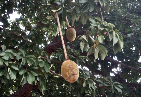 SENEGAL 43 ( AL ESTE RUMBO KAOLACK) LOS FRUTOS DEL BAO-BAD SON COMESTIBLES Y DULCES