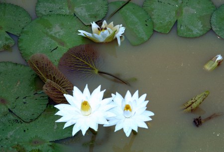 SENEGAL 44( AL ESTE RUMBO KAOLACK) EN LA CHARCAS VEMOS PRECIOSOS NENUFARES