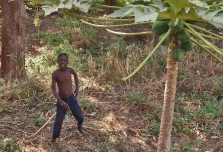 BURKIINA FASO 11 (UAGADUGU)EN LOS JARDINES DEL HOTEL RICARDO, PAPAYAS AL ALCANCE DE LA MANO
