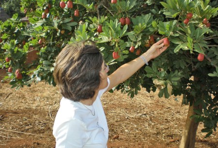 BURKIINA FASO 42 (EN UN POBLADO DE LA ETNIA SENUFO) UN ARBOL QUE DESCONOCEMOS