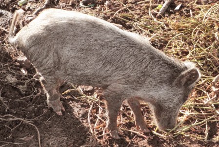 BURKIINA FASO 83 (TIEBELE, UN POBLADO DE LA ETNIA KASSENA) LA POBLACIÓN SE DEDICA A LA LA GANADERA...