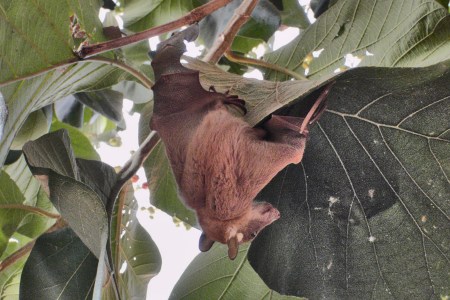 BURKIINA FASO 88 (DE VUELTA DE COSTA DE MARFIL HACIA NIGER) EN LA FRONTERA COSTA DE MARFIL CON BURKIINA FASO VEMOS MUCHOS MURCIELAGOS DE LA FRUTA