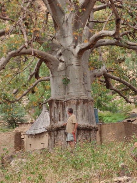 MALI 228 (EL PAIS DE DOGONES-LOS BAO BAD SAGRADOS) ES UN ARBOL MAGICO, CADA FAMILIA TIENE LO MENOS UNO, DEL QUE EXTRAEN FIBRA PARA HACER CUERDAS, CESTAS Y TEJIDOS