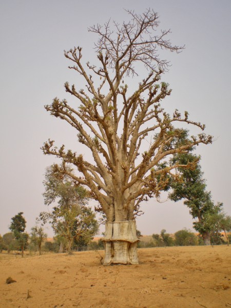 MALI 229 (EL PAIS DE DOGONES-LOS BAO BAD SAGRADOS) EL FRUTO DE ESTE ARBOL ES COMESTIBLE, SE USA TAMBIEN PARA FERMENTAR LA CERVEZA