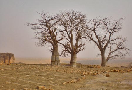 MALI 231 (EL PAIS DE DOGONES-LOS BAO BAD SAGRADOS) SUS HOJAS SON UN BUEN ALIMENTO, SE RECOGEN A DIARIO DE OCTUBRE Y JUNIO