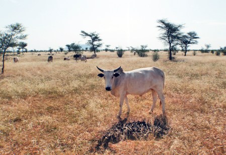 MALI 250 (DE BANDARIAGA A LA FRONTERA CON BURKINA FASO) CEBUS PASTANDO