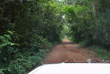 GHANA 17 (LA RESERVA DE BOBIRI Y SANTUARIO DE MARIPOSAS) LA PISTA ES UN VERDADERO TUNEL ENTRE LA VEGETACION