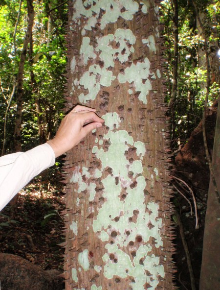 GHANA 20 (LA RESERVA DE BOBIRI Y SANTUARIO DE MARIPOSAS) LAEUPHORBIACEAE HURA POLYANDRA ,ARBOL, DE 15 M DE ALTURA, SE USA EN MEDICINA EN AFECCIONES DEL APARATO DIGESTIVO, SU LATEX Y LAS SEMILLAS SON SUMAMENTE TOXICAS, PUDIENDO SER MORTALES