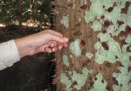 GHANA 21 (LA RESERVA DE BOBIRI Y SANTUARIO DE MARIPOSAS) LAEUPHORBIACEAE HURA POLYANDRA, DETALLE