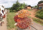 GHANA 29 (EN DIRECCION AL SUR) FRUTO USADO PARA LA OPTENCION DE ACEITE, VIENE DEL ARBOL ELAEIS GUINEENSIS, LLAMADO PALMA ACEITERA AFRICANA