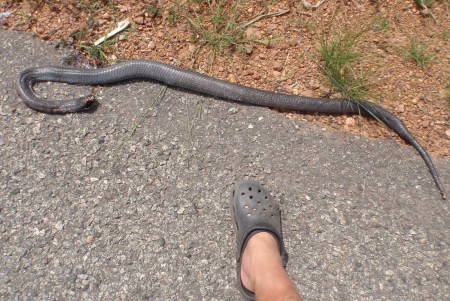 GHANA 39 (EL LAGO VOLTA) UN PESCADOR VIENE DE MATAR UNA COBRA