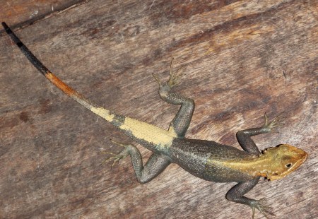 GHANA 54 (EN EL RESORT AFRIKIKO) LOS LAGARTOS LLAMADOS AGAMA ESTAN POR TODAS PARTES