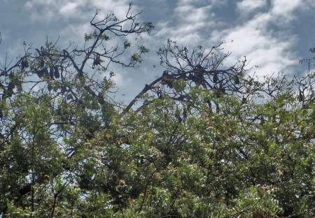 GHANA 61 (EN ACCRA) UN ARBOL LLENO DE MURCIELAGOS DE LA FRUTA EN ELCENTRO DE LA CIUDAD