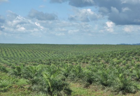 GHANA 98 (HACIA LA COSTA DE MARFIL) JOBEN PLANTACION DE PALMERAS DE ACEITE