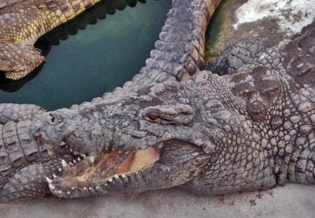 COSTA DE MARFIL 33 (YAMUSUKRO) COCODRILOS DETALE 3