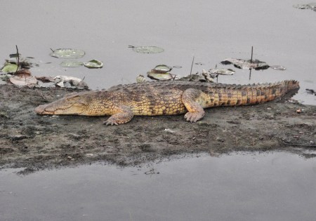 COSTA DE MARFIL 34 (YAMUSUKRO) COCODRILOS DETALE 4