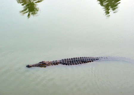 COSTA DE MARFIL 35 (YAMUSUKRO) COCODRILOS DETALE 5