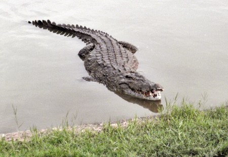 COSTA DE MARFIL 36 (YAMUSUKRO) COCODRILOS DETALE 6