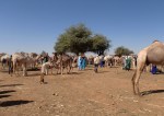 NIGER 14 (MERCADO DE DROMEDARIOS DE MADAOUA) LOS ANIMALES SE VENDEN O SE CAMBIAN