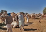 NIGER 17 (MERCADO DE DROMEDARIOS DE MADAOUA) NOS LLAMA ATENCION QUE NO HEMOS VISTO UNA SOLA MUJER
