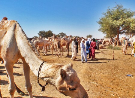 NIGER 18 (MERCADO DE DROMEDARIOS DE MADAOUA) ES UN LUGAR DE LO MAS PINTORESCO