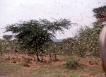 NIGER 20 (UNA PLAGA DE LANGOSTAS) CULQUIERA DIRIA QUE ES UNA NEVADA A 40ªC
