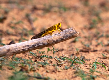 NIGER 21 (UNA PLAGA DE LANGOSTAS) ESTOS INSECTOS PUEDEN DESTROZAR TODA LA VEGETACION DE UN GRAN REGION EN UNAS POCAS HORAS