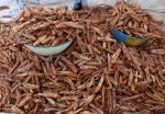 NIGER 22 (UNA PLAGA DE LANGOSTAS) LAS LANGOSTAS FRITAS SON UN MANJAR MUY COTIZADO EN LOS MERCADOS
