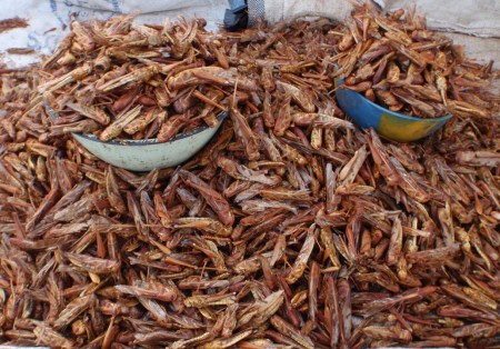 NIGER 22 (UNA PLAGA DE LANGOSTAS) LAS LANGOSTAS FRITAS SON UN MANJAR MUY COTIZADO EN LOS MERCADOS