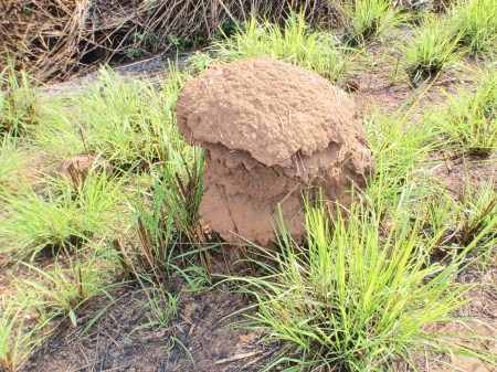 CAMERUN 115 POR LA INFERNAL N-1. ... NO HEMOS CONSEGUIDO SABER DE QUE ESPECIE SON