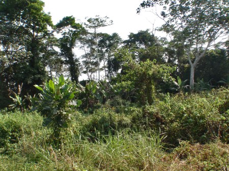 CAMERUN 147. EL VOLCAN MONTE CAMERUN. EN NUESTRO RECORRIDO HACIA EL SUR-OESTE CONDUCIMOS RODEADOS DE UNA EXPLENDIDA VEGETACION ECUATORAIL