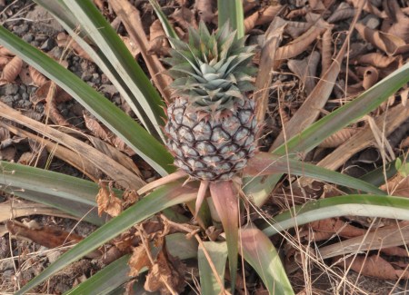 CAMERUN 157. EL VOLCAN MONTE CAMERUN. EN NUESTRA SUBIDA HEMOS ENCONTRADO UNA ANANA SALVAJE