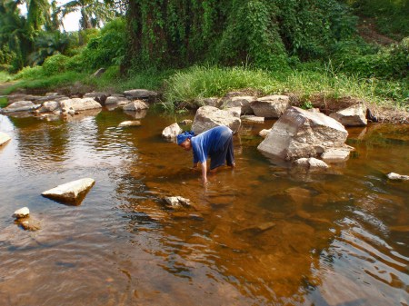 CAMERUN 198. POR EL DEPARTAMENTO DEL OCEANO. (EN LA PARTE ALTA DE LAS CATARATAS DE LA LOBE) UNA MUJER PIGMEA PESCANDO CAMARONES A MANO CAMARONES DE RIO (A PARTE DE LOS BATANGAS QUE SON MAYORIA HAY TAMBIEN HAY ETNIAS BULUS MABIS Y PIGMEOS)