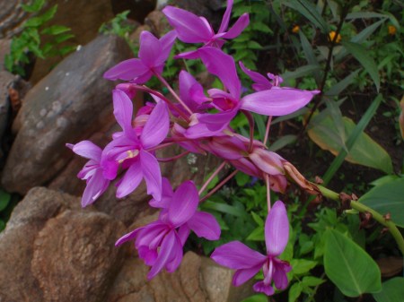 CAMERUN 210. POR EL DEPARTAMENTO DEL OCEANO. (UNOS DIAS DE DESCANSO) EL HOTEL CAMPING ILOMBA, UNOS JARDINES MUY CUIDADOS, CON ORQUIDEAS ...