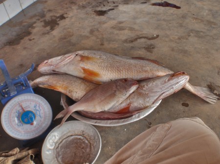 CAMERUN 234. POR EL DEPARTAMENTO DEL OCEANO. (LA CIUDAD DE KIRIBI - LA LONJA) ... HAY SOBRE TODO CORBINAS Y PARGOS