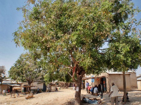 CAMERUN 42 (EXTREMO NORTE) POBLADO DE RHUMSIKI. EL CENTRO DE POBLAD