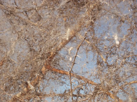 CAMERUN 71 (LA REGION DE LOS MUSGUM). HAY UNA GRAN CANTIDAD DE INSECTOS QUE HAN CAIDO EN LA TRAMPA DE LAS ARAÑAS