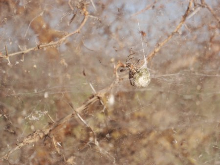CAMERUN 72 (LA REGION DE LOS MUSGUM). ARAÑA HACIENDO UNA ESPECIE DE CAPULLO CON VARIOS INSECTOS DENTRO