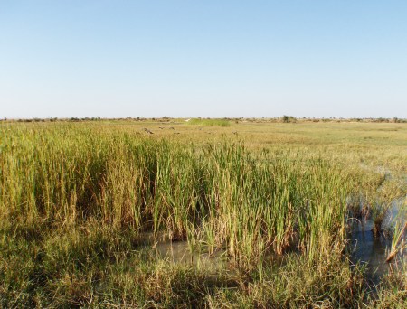 CAMERUN 73 (LA REGION DE LOS MUSGUM). ESTA COMARCA ES MUY PANTANOSA Y PELIGROSA TENEMOS MUCHO CUIDADO AL CONDUCIR PARA NO QUEDARNOS ENFANGADOS