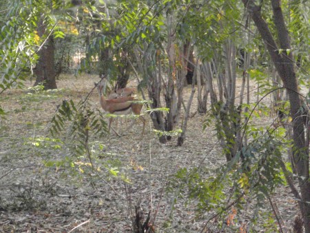 CAMERUN 79 (LA REGION DE LOS MUSGUM). CERCA DEL LAGO MAGA SE ENCUENTRA EL SAFARI DANAY HOTEL CAMPING, CON UN EXPLENDIDO PARQUE DONDE SE LOS PASEAN ANIMALES EN LIBERTAD
