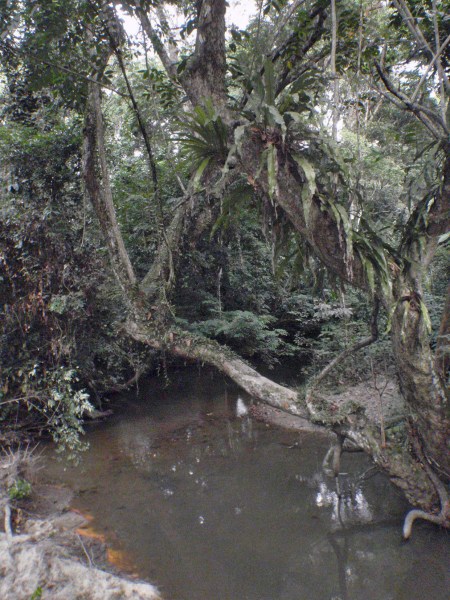 GABON 108. (EL PARQUE NACIONAL DE LA LOPE) ... NO PUEDE SER MAS SELVATICO ...