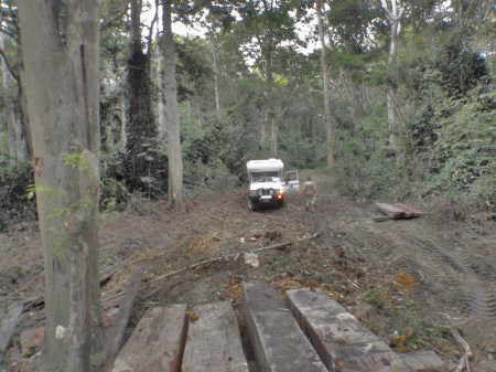 GABON 111. (EL PARQUE NACIONAL DE LA LOPE) UN CAMINO FORESTAL SOLAMENTE FRECUENTADO POR TRACTORES DE LOS MADEREROS QUE TIENEN PERMISOS ESPECIALES PARA LA TALA...