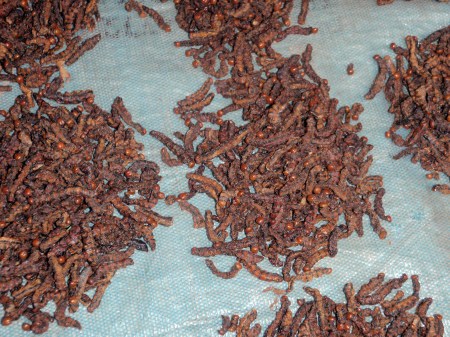 GABON 123. (FRANCEVILLE) EN EL MERCADO VENDEN LARVAS COMO SI FUERAN PALOMITAS DE MAIZ ...