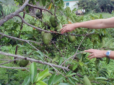 GABON 127. (FRANCEVILLE) PETRA RECOGIENDO GUANABANA (ANNOMA MURICATA) DICEN QUE TIENE GRANDES PODERES ANTICANCERIGENOS