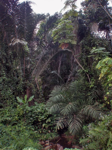 GABON 16. (AL NORTE) DEL ECUADOR). LA SELVA ES MUY TUPIDA 1