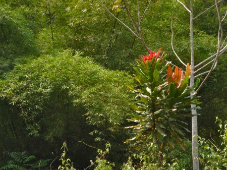 GABON 17. (AL NORTE) DEL ECUADOR). LA SELVA ES MUY TUPIDA 2