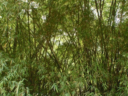 GABON 18. (AL NORTE) DEL ECUADOR). LA SELVA ES MUY TUPIDA 3