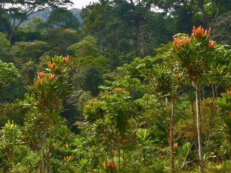 GABON 19. (AL NORTE) DEL ECUADOR). LA SELVA ES MUY TUPIDA 4
