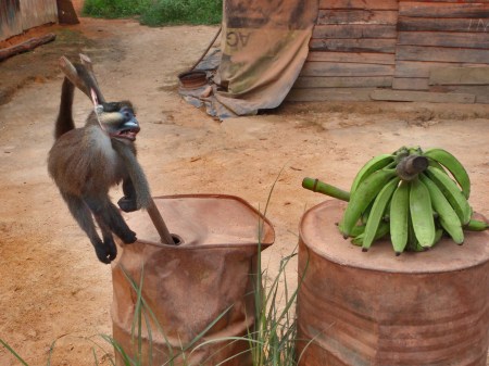 GABON 24. (HACIA MANDJI) EN UNA PEQUEÑA POBLACION CERCA DE SANGALA, AUNQUE ESTA PROHIBIDO NOS VENDEN MONOS PARA COCINAR