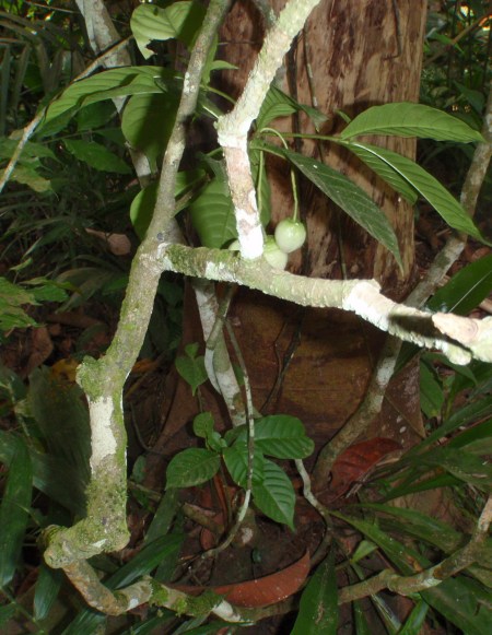 GABON 25. (HACIA MANDJI) NOS HAN PROPUESTO PARTICIPAR EN EL RITO INICIATICO DEL "BWIT", QUE ES ORIGINARIO DE LAS ETNIAS MITSOGO Y GAPINZI, CONSISTE EN LA INGESTION DEL FRUTO DE LA IBOGAONA (TABERNANTHE IBOGA) ...